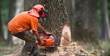 services d’abattage d'arbre (Hérault 34)